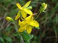 Perforate Hypericum